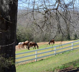 horses